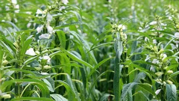 种芝麻挣钱吗？从芝麻种植效益来分析未来行情趋势