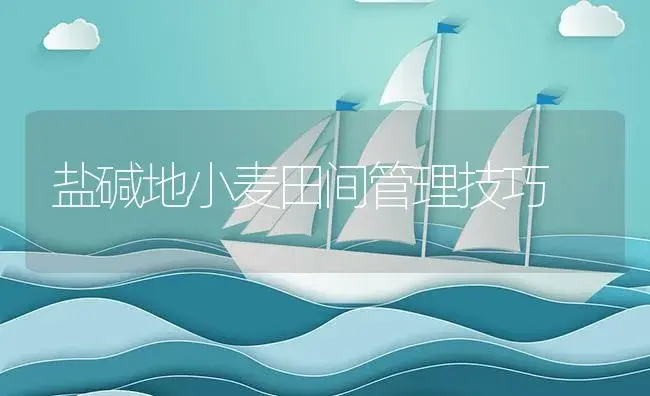 盐碱地小麦田间管理技巧 | 植物资料