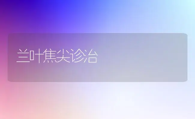 兰叶焦尖诊治 | 植物知识