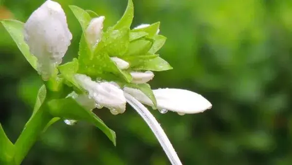 玉簪花怎么养 玉簪花养殖方法与注意事项