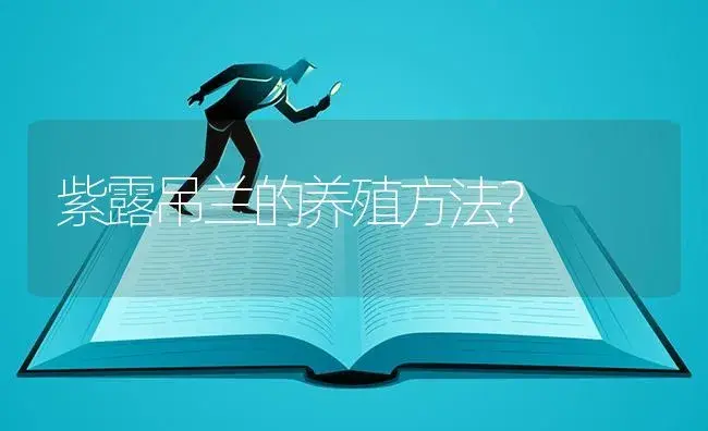 紫露吊兰的养殖方法？ | 植物问答