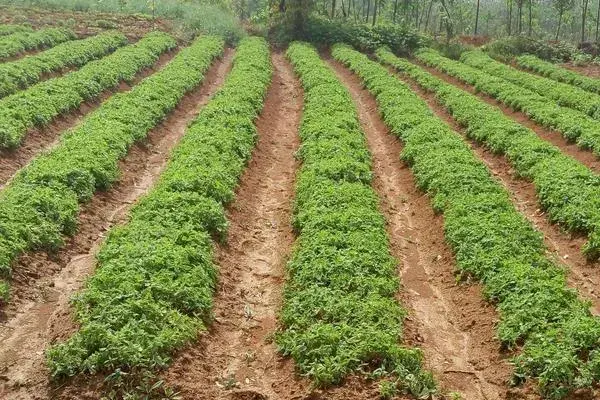 回农村搞种植不知道选什么项目？中药材水果花卉是不错的选择