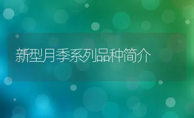 新型月季系列品种简介 | 植物科普