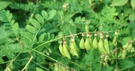 2017种黄芪赚钱吗？2017种黄芪前景及市场价格行情分析