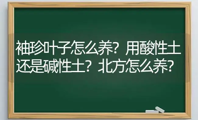 袖珍叶子怎么养？用酸性土还是碱性土？北方怎么养？ | 植物问答