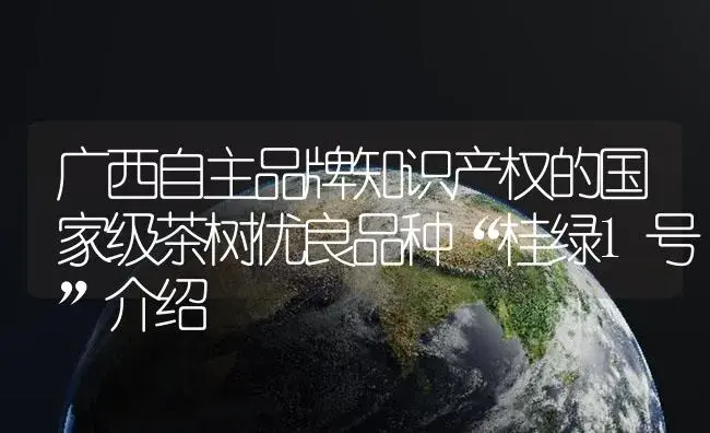 广西自主品牌知识产权的国家级茶树优良品种“桂绿1号”介绍 | 植物百科