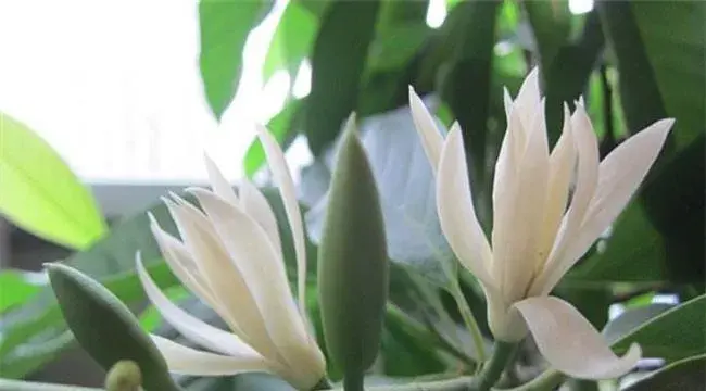 黄桷兰的养殖方法介绍