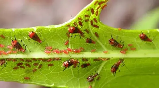 蚜虫的生物防治方法