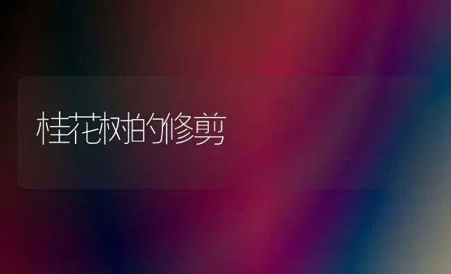 桂花树的修剪 | 植物科普