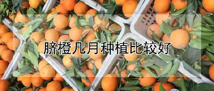 脐橙几月种植比较好