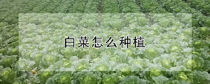 白菜怎么种植