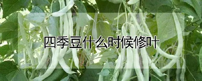 四季豆什么时候修叶