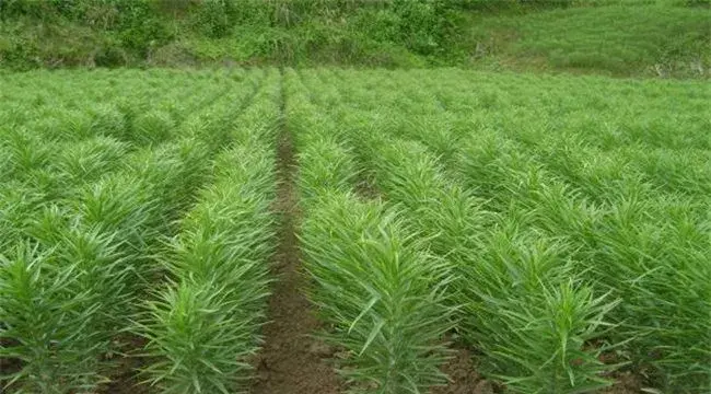 百合如何种植高产介绍