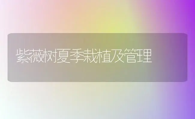 紫薇树夏季栽植及管理 | 植物知识