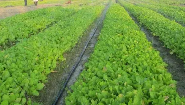 芥菜怎么种 芥菜种植技术