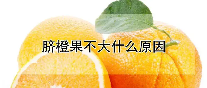 脐橙果不大什么原因