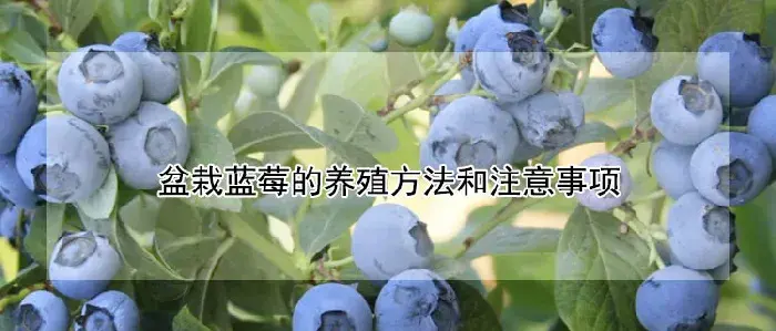 盆栽蓝莓的养殖方法和注意事项