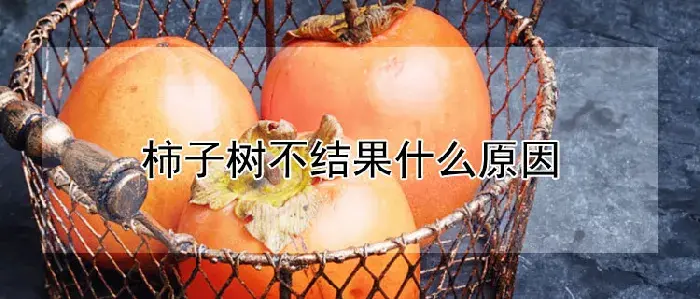 柿子树不结果什么原因
