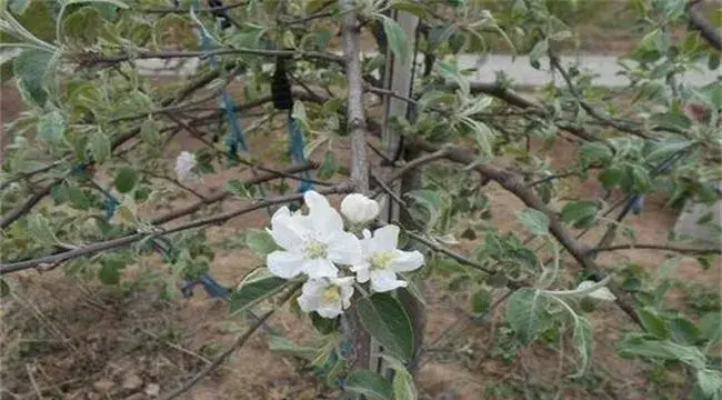 苹果花芽分化期管理技术