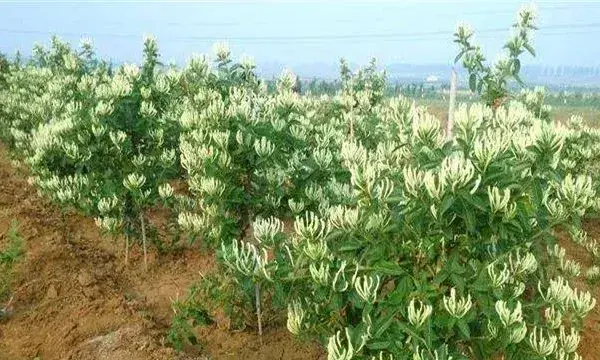 金银花的种植条件及时间
