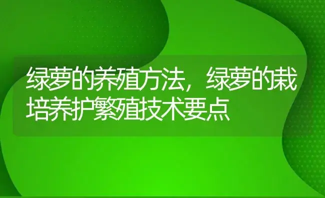 绿萝的养殖方法，绿萝的栽培养护繁殖技术要点 | 植物知识