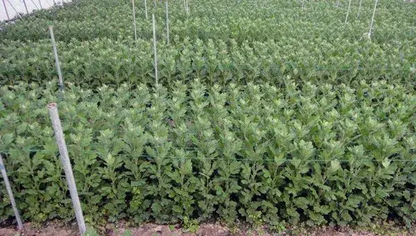 菊花种子什么时候播种 菊花种子的播种方法