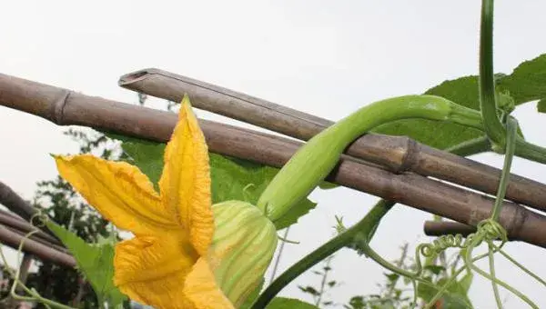 砍瓜适合什么地区种植 砍瓜什么季节上市（几月）