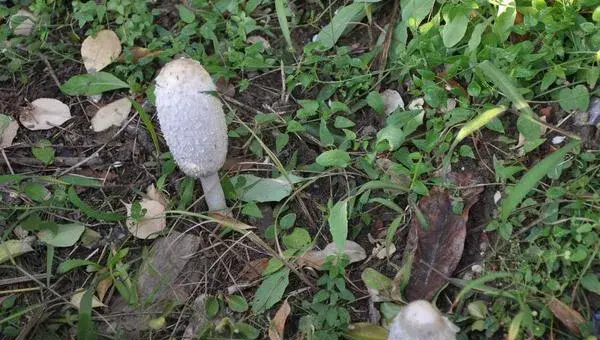 2018种鸡腿菇赚钱吗？鸡腿菇种植的利润与投资成本及前景预测