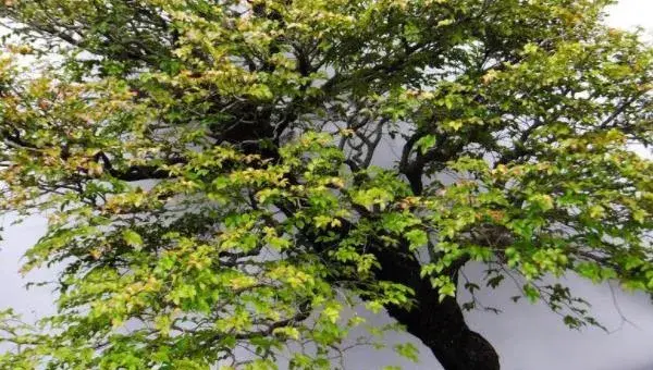 盆栽小叶紫檀怎么养长得快 小叶紫檀盆景养殖方法与注意事项