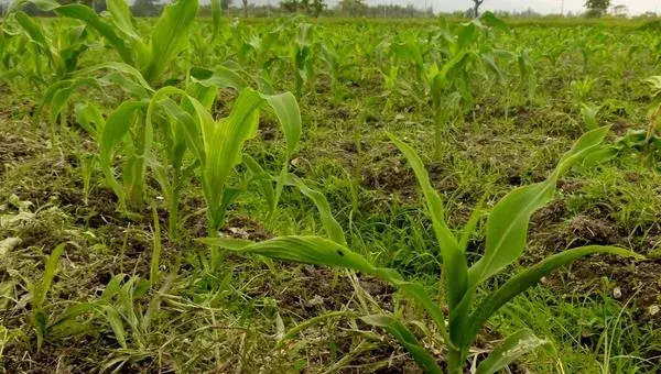 水果玉米种植技术要点与管理注意事项