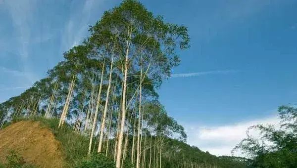 桉树种子市场价格多少钱一斤 种桉树赚钱吗