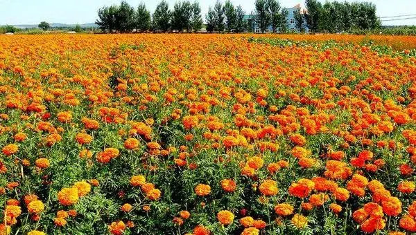 菊花种子什么时候播种 菊花种子的播种方法