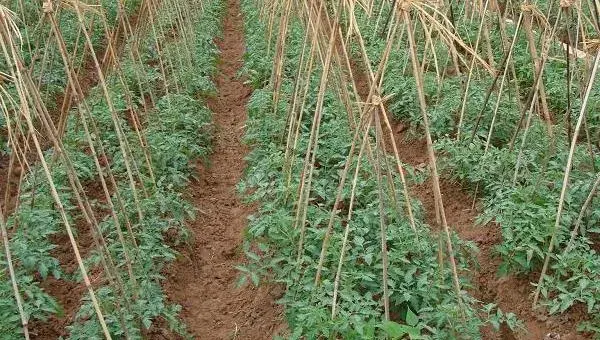 黑番茄种植栽培技术