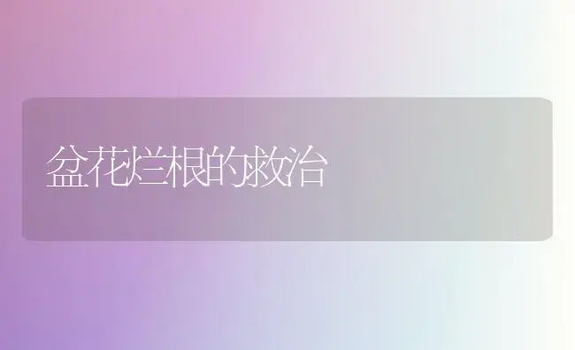盆花烂根的救治 | 植物科普