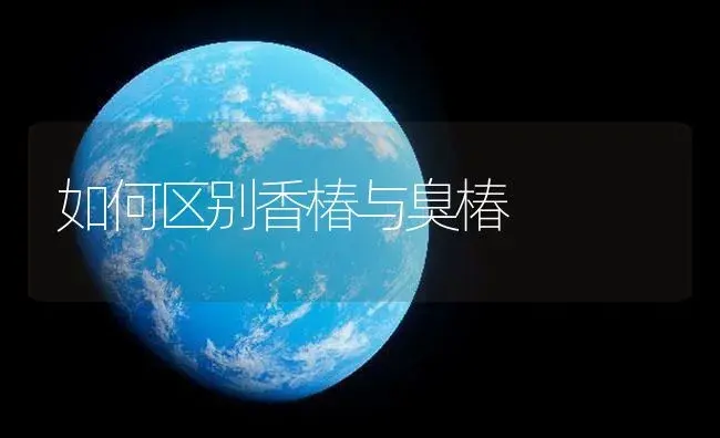 如何区别香椿与臭椿 | 植物百科