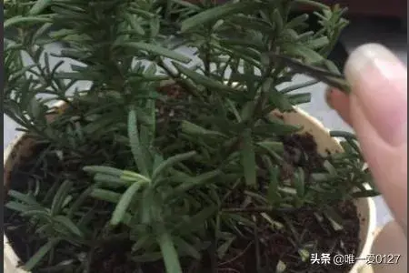 拯救快枯死的迷迭香和迷迭香的扦插方法？