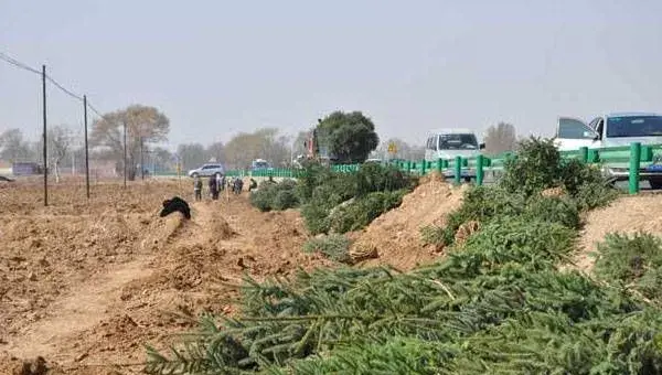 盐碱地苗木种植的管理技术及养护要点