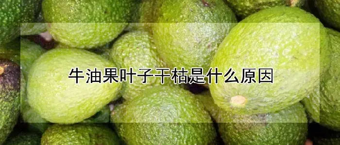 牛油果叶子干枯是什么原因