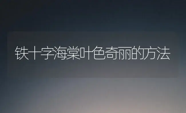 铁十字海棠叶色奇丽的方法 | 植物科普