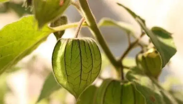 灯笼果种植技术 灯笼果什么时候种植