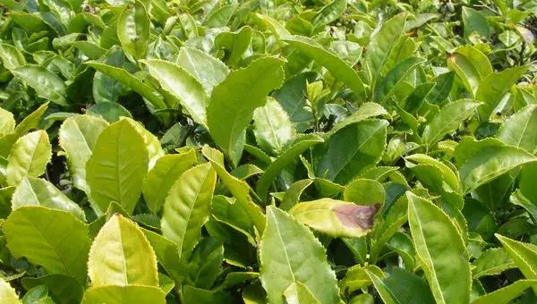 2018种茶树赚钱吗？茶树种植的利润与投资成本及前景预测