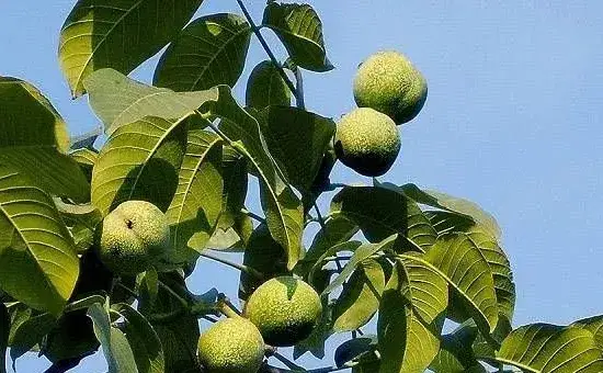 夏季核桃接芽的技巧有哪些?做好这五点即可