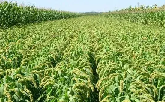 夏谷子的农事栽培月历