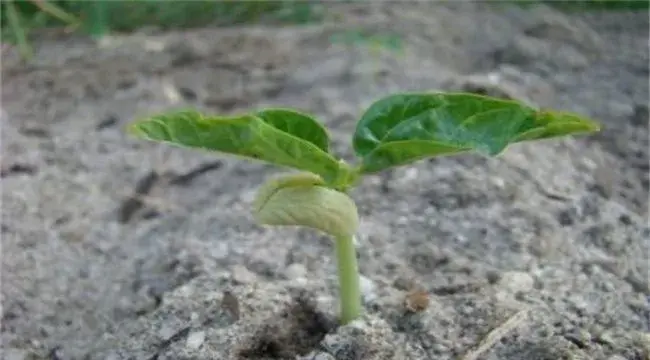 豆角僵苗的防治方法