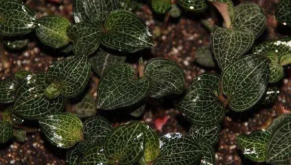 金线莲怎么种 金线莲种植方法