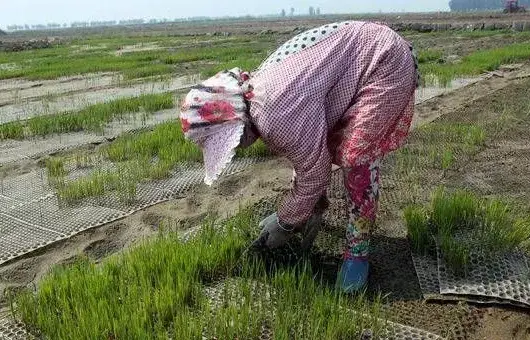 谷雨来临，早稻抢栽，这些水稻种植顺口溜分享给你！