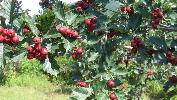 山楂种植条件