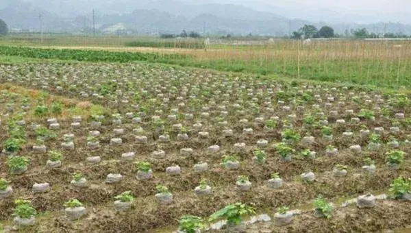 葛根怎么种 葛根种植方法技术