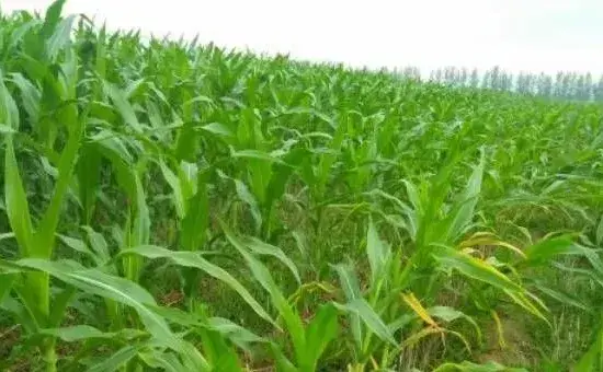 玉米黄苗的症状、原因及防治措施