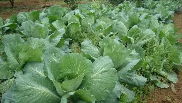 4月份蔬菜种植大全，农户必看！